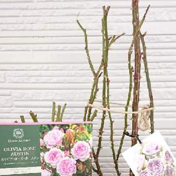 コメリの投稿画像一覧 Greensnap グリーンスナップ