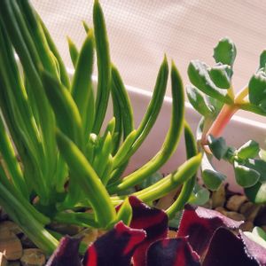 多肉植物,コナカイガラムシ,窓辺の画像