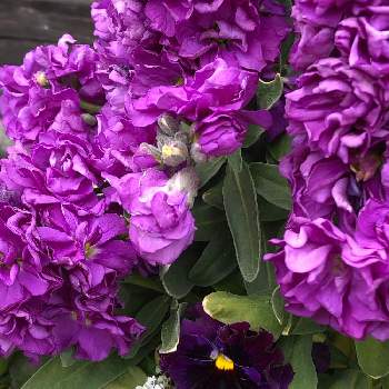 スイート アリッサムの画像 by るんるんるんさん | お出かけ先とスイートアリッサム とストックとパンジーとビオラ・パンジーとスイート アリッサムと花のある暮らしと ストックと見てくれてありがとう♡と日比谷花壇と紫の花