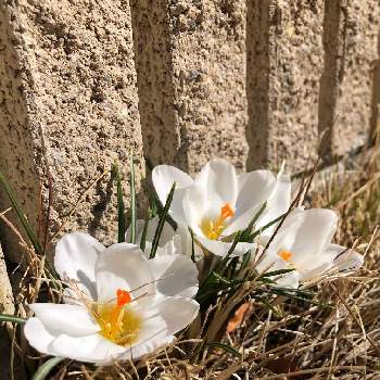 2月の画像 by マエッチョさん | 小さな庭とクロッカス・クリームビューティーと東京と冬の庭と2月と春の訪れと球根