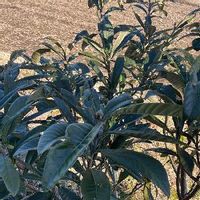 ビワ 枇杷 の育て方 苗木の植え付け 植え替えの時期や増やし方は Greensnap グリーンスナップ