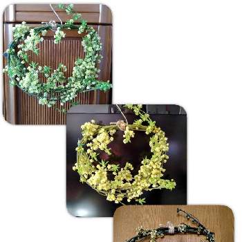 香る木の投稿画像一覧 Greensnap グリーンスナップ