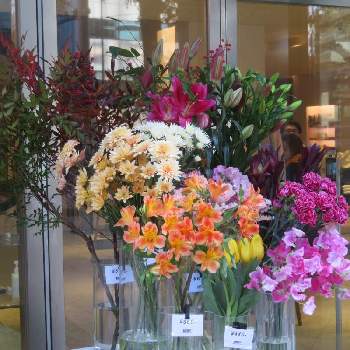 アルストロメリア属の投稿画像一覧 Greensnap グリーンスナップ