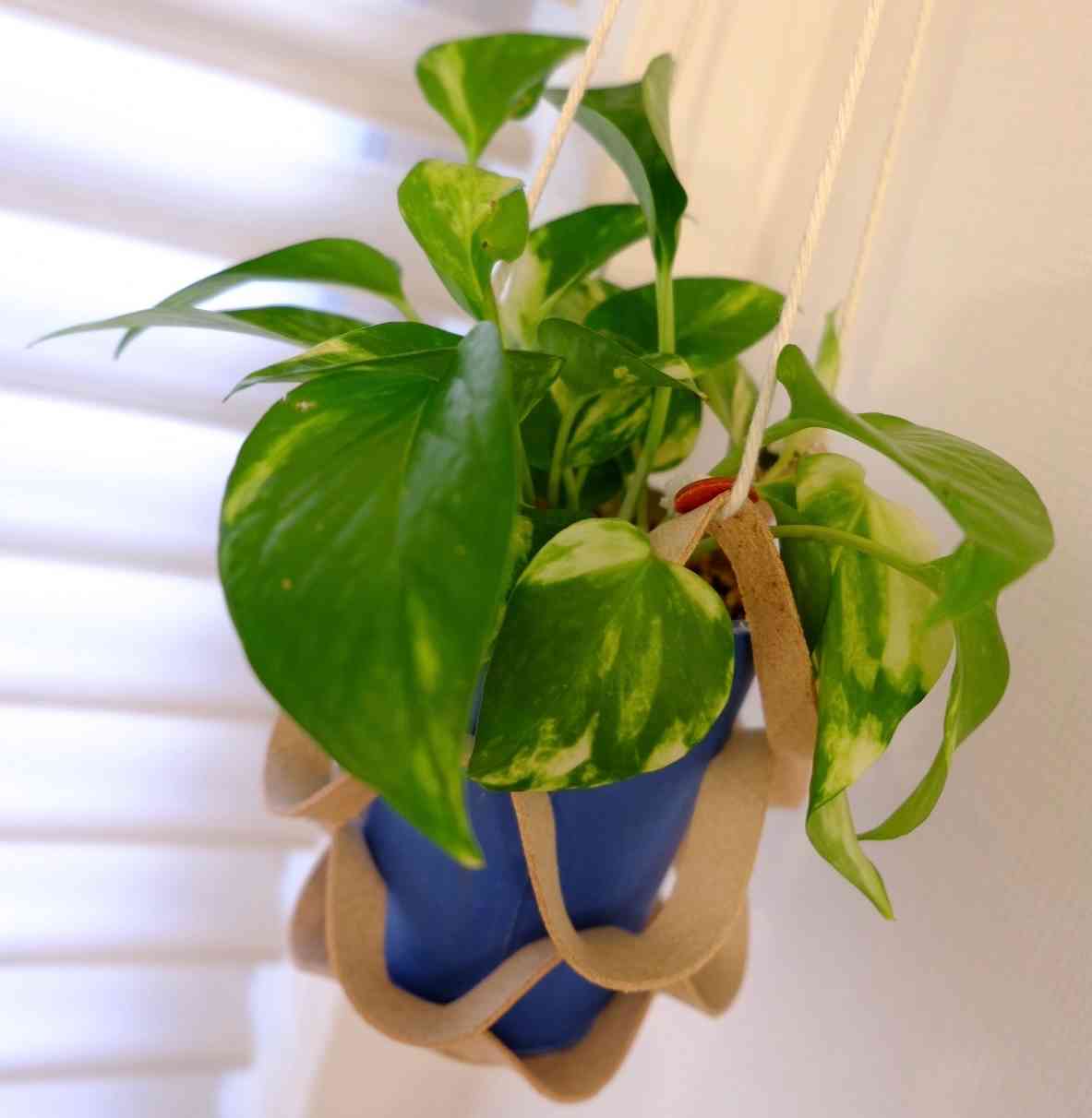 ポトス 2本 黒い容器付き 1645774112884_745461_photo.jpg