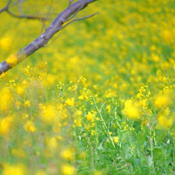 ❇キラキラ輝いて❇の画像 by Ryuさん | 夕陽に照らされてとかわいい山野草と山野草と癒しと❇キラキラ輝いて❇と慢性植中毒と綺麗な色♡と花のある暮らし