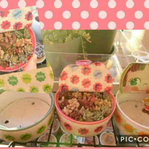 ちまちま寄せ,ちま寄せ,ミルキー缶,バラと夢CLUB,ペコちゃん祭りの画像