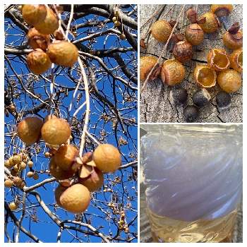 樹木の実の投稿画像一覧 Greensnap グリーンスナップ