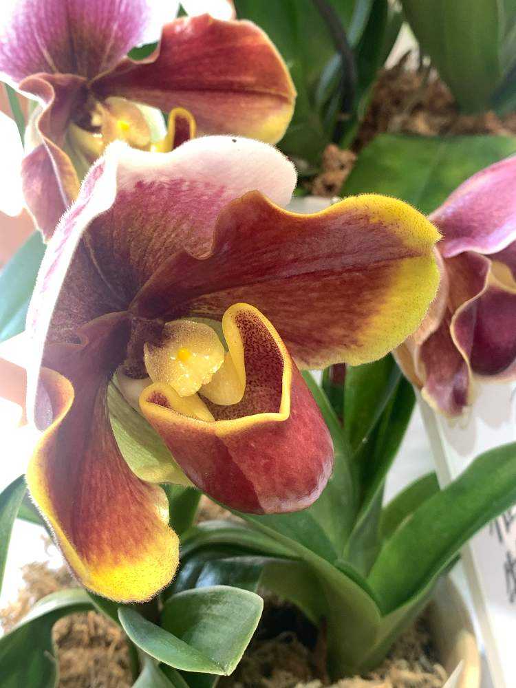 蘭展で花カマキリさん（昆虫）に会ってきた & NYの巻