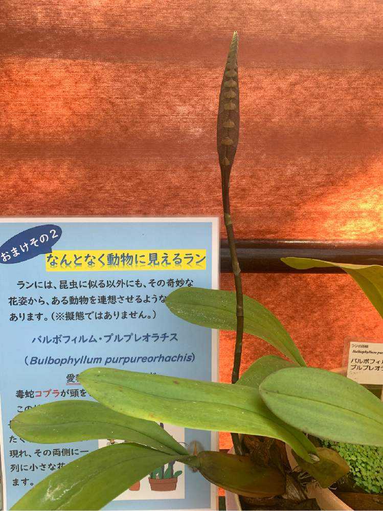 蘭展で花カマキリさん（昆虫）に会ってきた & NYの巻