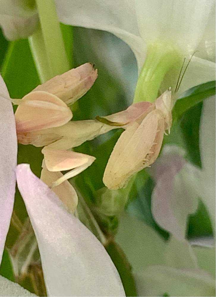 昆虫）ランカマキリ（ハナカマキリ） 幼体 WC オス（1匹） 北海道 