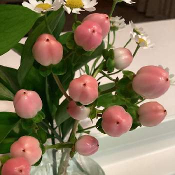 ヒペリカム キャンディ フレアの投稿画像一覧 Greensnap グリーンスナップ