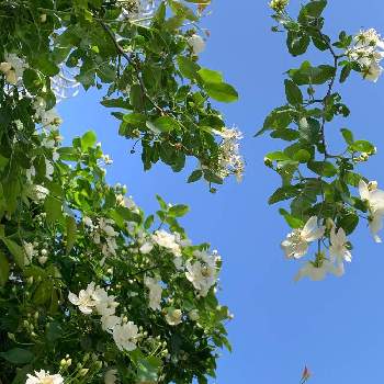 モッコウバラ 白の画像 by アリンコさん | モッコウバラ 白と過去picとモッコウバラ♪と今日のお花♡と癒しとお花大好き✨