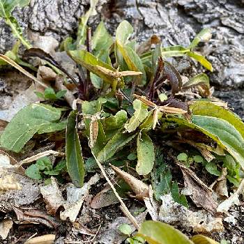 スミレ閉鎖花の投稿画像一覧 Greensnap グリーンスナップ