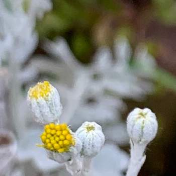 冬の庭の画像 by Junさん | 小さな庭とシロタエギクと冬の庭とおうち園芸と黄色い花と冬の花壇と花のある暮らし