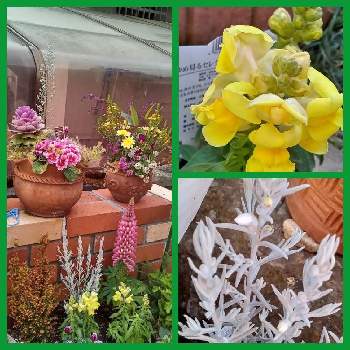 エリカ  ピンクの画像 by メリーさん | 小さな庭と寄せ植えとエレモフィラ 白花とおうち園芸とエリカ  ピンクとギャザリングときんぎょ草♡と鉢植えと小さい花壇と花のある暮らしと狭い花壇と地植えとルピナス♡