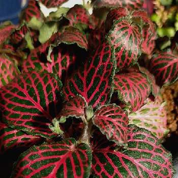 毒々しい植物の投稿画像一覧 Greensnap グリーンスナップ