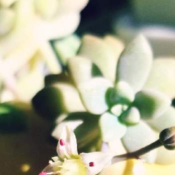 だるま姫秋麗の画像 by tommyさん | 部屋とだるま姫秋麗と多肉植物とおうち園芸と小花と寒冷地と白い花