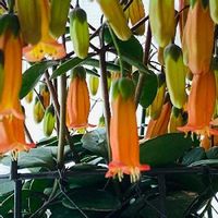 テッサの育て方 季節ごとの注意すべきポイントは Greensnap グリーンスナップ