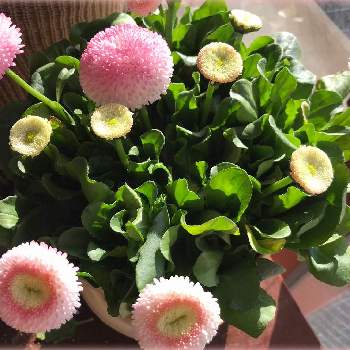 2月の画像 by サッチンさん | 可愛いピンク色♡と丸い花と2月とデイジー(ヒナギク)