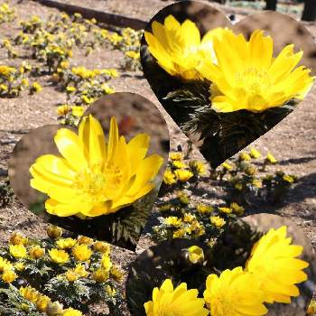 ✨ きらきら ✨の画像 by ｱﾐᵕ̈ﾌﾙﾙꔛ‬ꕤさん | お出かけ先と元気いっぱいと✨ きらきら ✨と春のお花と幸せの黄色いお花と福寿草*