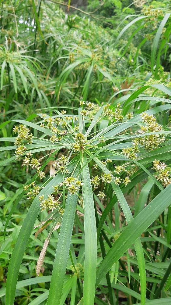 パピルスの投稿画像 By ゴンさん お出かけ先 22月2月26日 Greensnap グリーンスナップ Greensnap グリーンスナップ