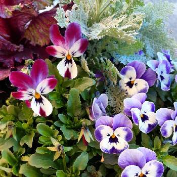 バニーちゃんの画像 by マルナムさん | 小花会とお花大好きと癒されますとみどり大好きと❤️いいね、ありがとうとチーム・ブルーNo.104と花のある暮らしと青い花マニアとチーム・ブルーとバニーちゃんと大好きビオラ