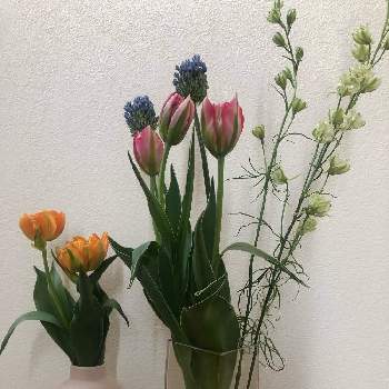 アリウム タンチョウの投稿画像一覧 Greensnap グリーンスナップ