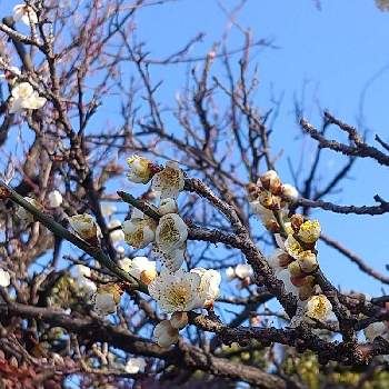 花の咲く木の投稿画像一覧 Greensnap グリーンスナップ 花の咲く木の投稿画像一覧 Greensnap グリーンスナップ