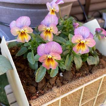 Npcd4cq8fuxopm Npcd4cq8fuxopm