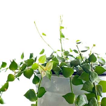 ディスキディア ミリオンハートの画像 by サボさんさん | 部屋とディスキディア ミリオンハートと可愛いとグリーンのある暮らしと植物のある暮らし