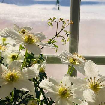 出勤前の画像 by ピオニーさん | 窓辺とクレマチスと雪囲い用竹とクレマチス  カートマニージョーと皆んなで楽しむとお花を愛でると春よ来い、早く来いと元気もらえると今年は大雪と出勤前と皆んなで頑張ろう♡と白いお花と素敵な出会いに感謝と思いを馳せると北海道とお花好きの人と繋がりたいと自宅にて