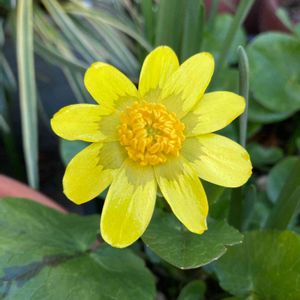 ヒメリュウキンカ,姫立金花,鉢植え,花壇,ガーデニングの画像