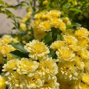 ♡感謝♡の画像 by 和み＊♪〜♪さん | 小さな庭と黄モッコウバラとモッコウバラ♪と今日のお花と♡感謝♡