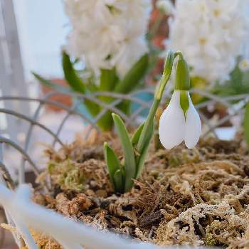春の球根植物の投稿画像一覧 Greensnap グリーンスナップ
