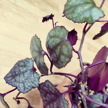 セネシオ・パープルバインの画像 by perryさん | セネシオ・パープルバインとみどりのある暮らしと観葉植物とグリーンインテリアと美しい葉とみどりに癒されると葉っぱ好き