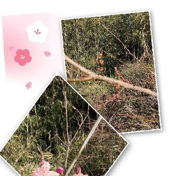 梅の蕾の画像 by えむさん | 畑と八重桜と梅の蕾と桜餅の木と見守り中と木を愛でるとおうち園芸と熊本ＪＡ植木まつり