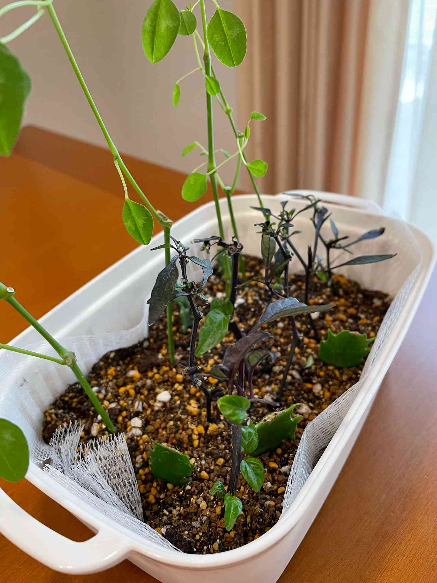 冬越し挿し芽の鉢上げをやってみた｜🍀GreenSnap（グリーンスナップ）