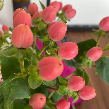 ヒペリカム キャンディ フレアの投稿画像一覧 Greensnap グリーンスナップ