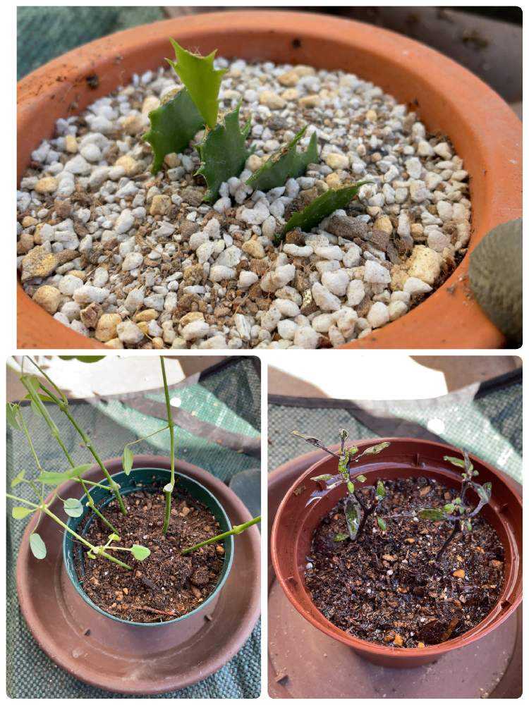 冬越し挿し芽の鉢上げをやってみた｜🍀GreenSnap（グリーンスナップ）