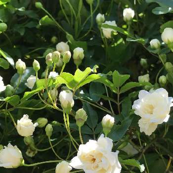 モッコウバラ 白の画像 by Noriさん | モッコウバラ 白と白い花と散歩中と春のお花とつぼみ好き