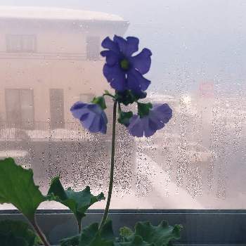 2年目の花の画像 by コユキさん | 窓辺とプリムラ・オブコニカと鉢花と花のある暮らしと2年目の花と耐寒性の花