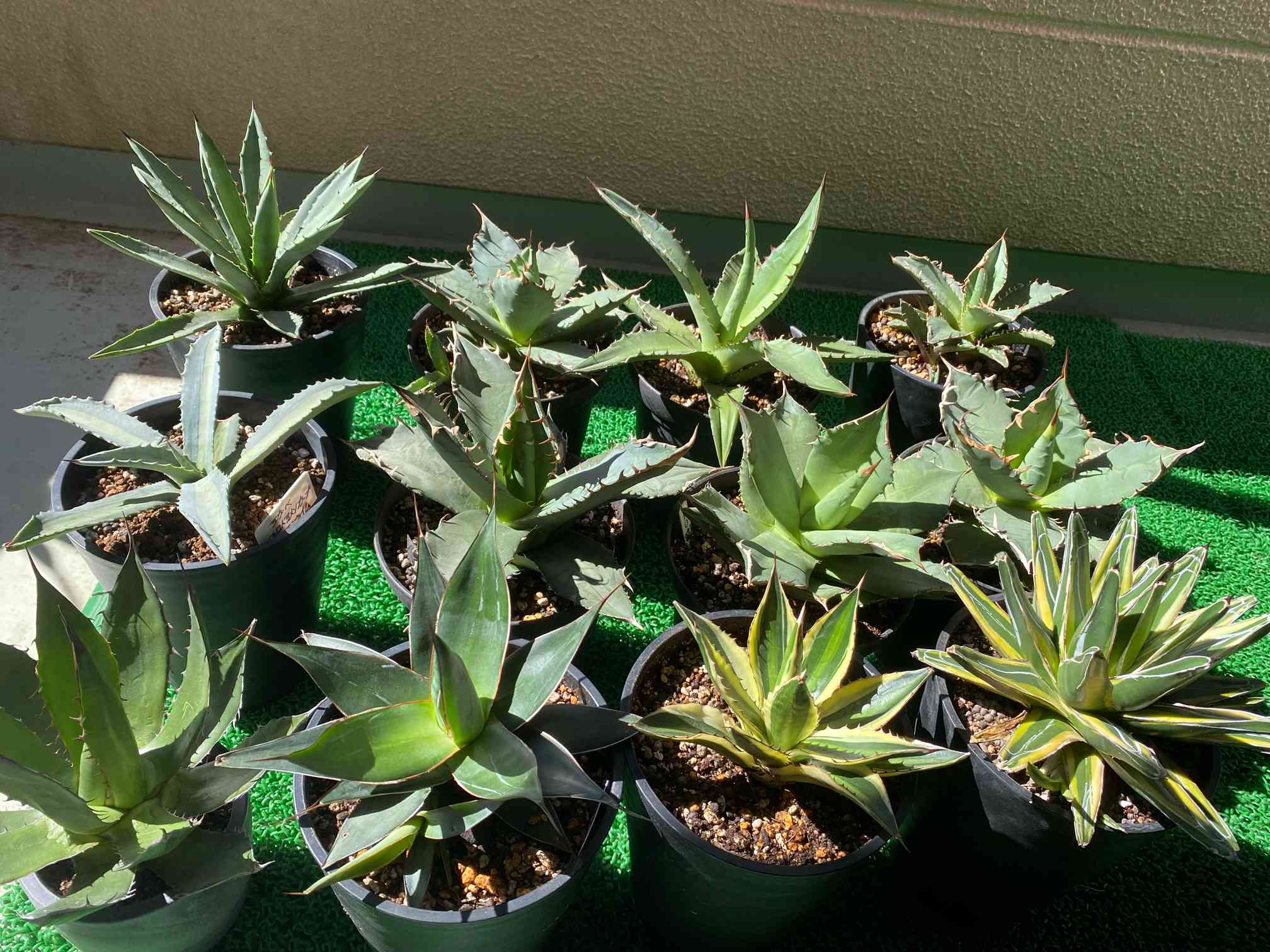 アガベ プロトアメリカーナ レモンライムの一覧｜🍀GreenSnap