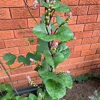 ツルムラサキの育て方 種まきや収穫の時期は プランター栽培もできる Greensnap グリーンスナップ ツルムラサキの育て方 種まきや収穫の時期は プランター栽培もできる Greensnap グリーンスナップ