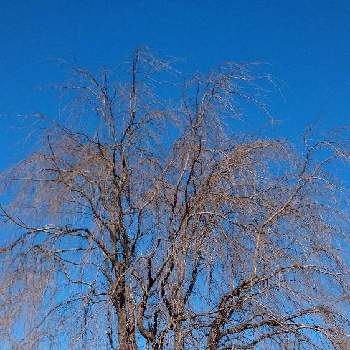 河口湖の画像 by ひろリンさん | 河口湖とGSアダルトチームと冬の 落葉樹
