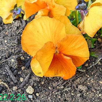 橙色のお花の画像 by もぐjuhさん | お出かけ先とビオラ・パンジーとプランターと花色とお顔がこんにちはとGoogle Pixel5と橙色のお花と花いろいろと君も花が好きなのか