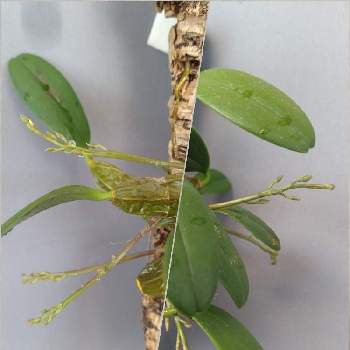 セッコク属の投稿画像一覧 Greensnap グリーンスナップ