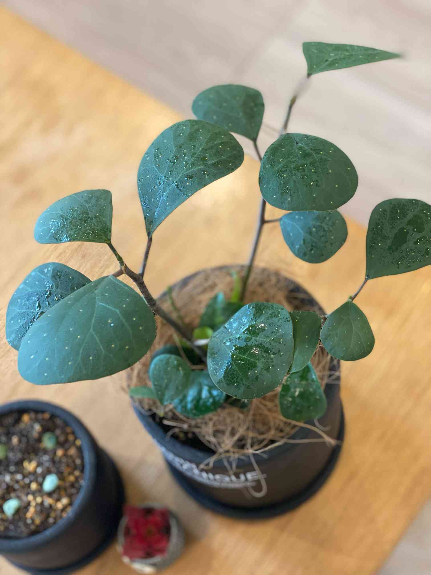 かっこいいの小判菩提樹^o^｜🍀GreenSnap（グリーンスナップ）