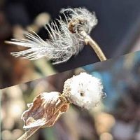 シュウメイギク 秋明菊 の育て方 植え付け時期や栽培適所は Greensnap グリーンスナップ