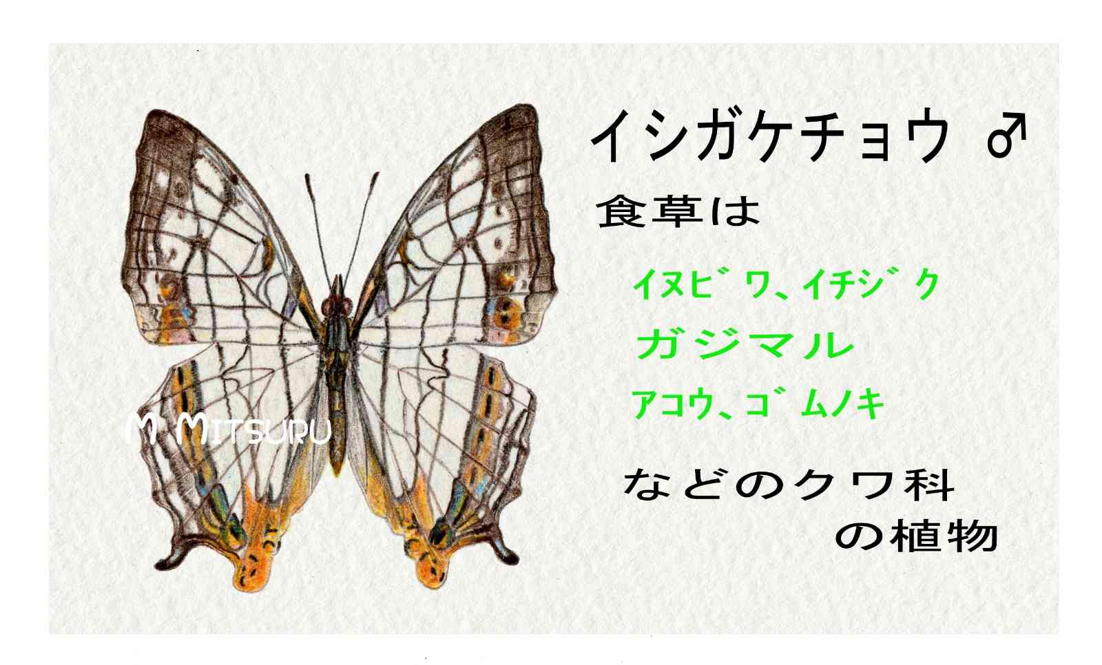 No.29 出逢って絵になった花たち(色鉛筆画)20200802