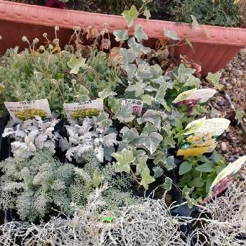 花ほたるの投稿画像一覧 Greensnap グリーンスナップ